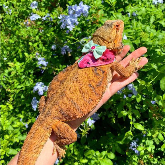 Meet your Posher, Nicole - Picture 1 of 1